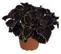 Palettblad Coleus